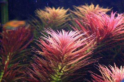 Limnophila Hippuroides