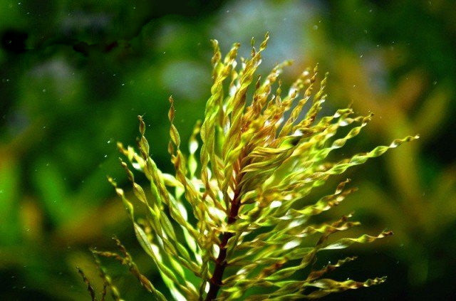 Ludwigia sp Curly (tornado)