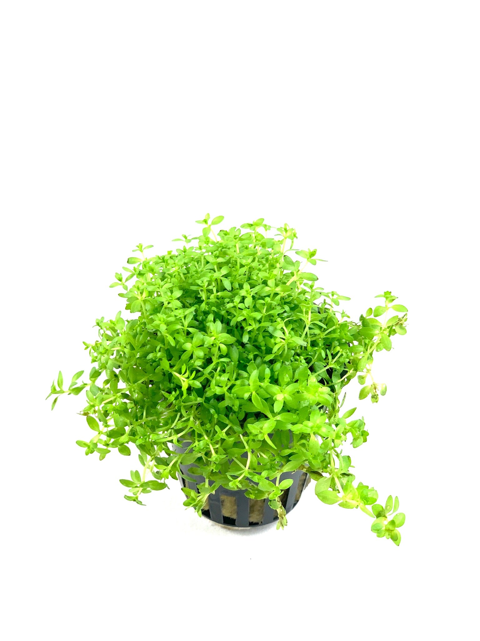 Micranthemum Micranthemoides Pianta A Stelo ToPlant micranthemum-micranthemoides-pianta-a-stelo-toplant