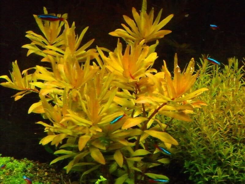 Nasea Pedicillata Golden (Vitro)