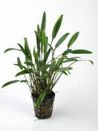 Cryptocoryne Nevillii