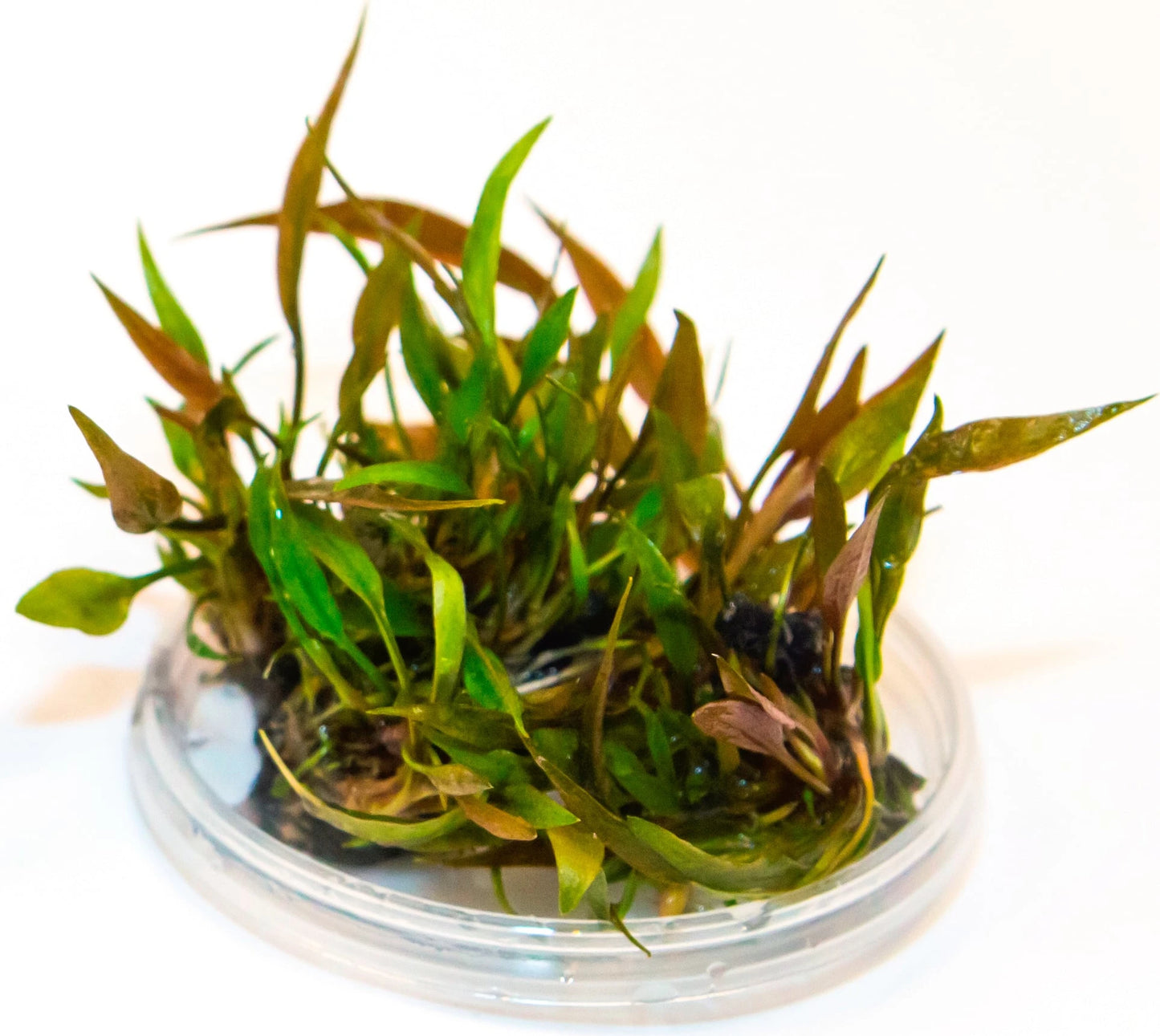 Cryptocoryne Petchii Pink (Vitro)