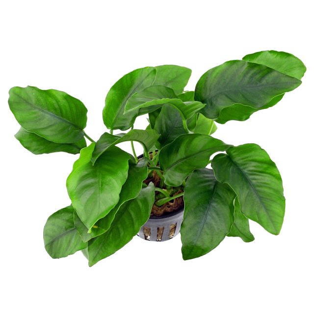 Anubias Barteri