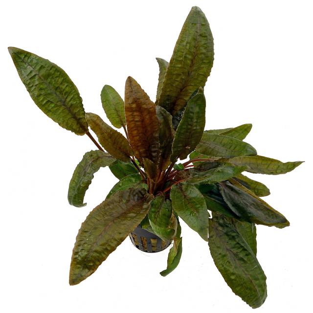 Cryptocoryne Wenditii Tropica