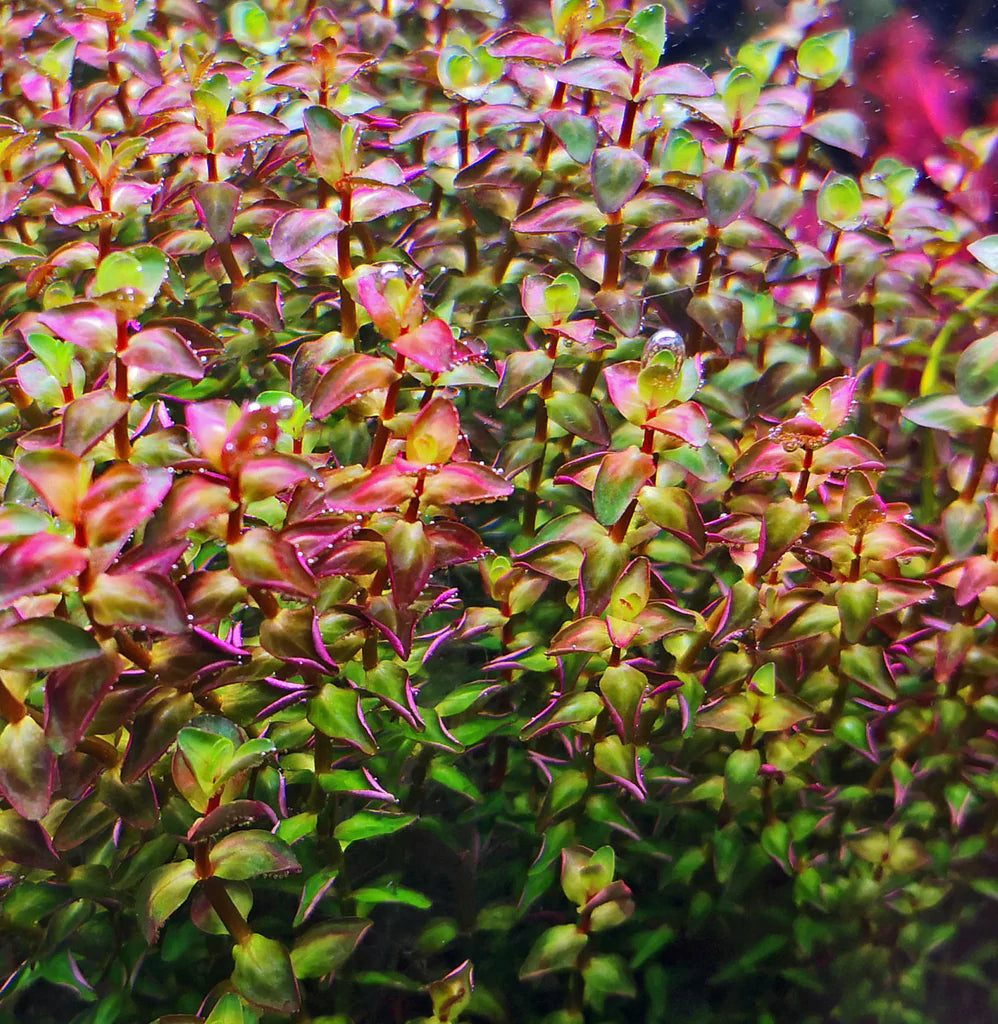 Rotala Macranda Pearl (Vitro)