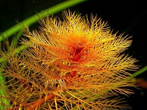 Myriophyllum Tuberculatum Red ( bunch)