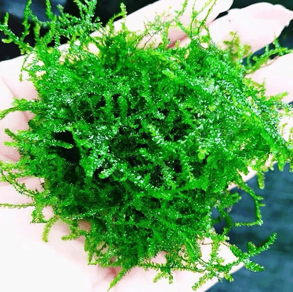 Vescicularia Ferriei Weeping