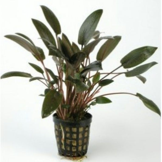 Cryptocoryne Wenditii Brown